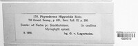 Physoderma hippuridis image